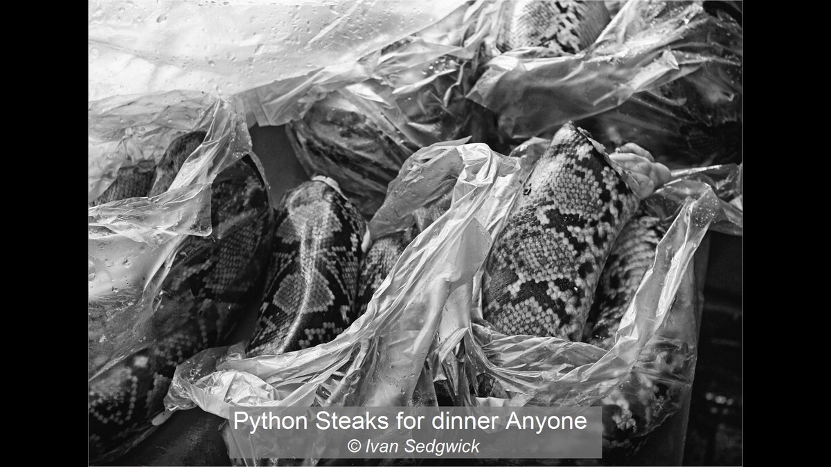 Python Steaks for dinner Anyone